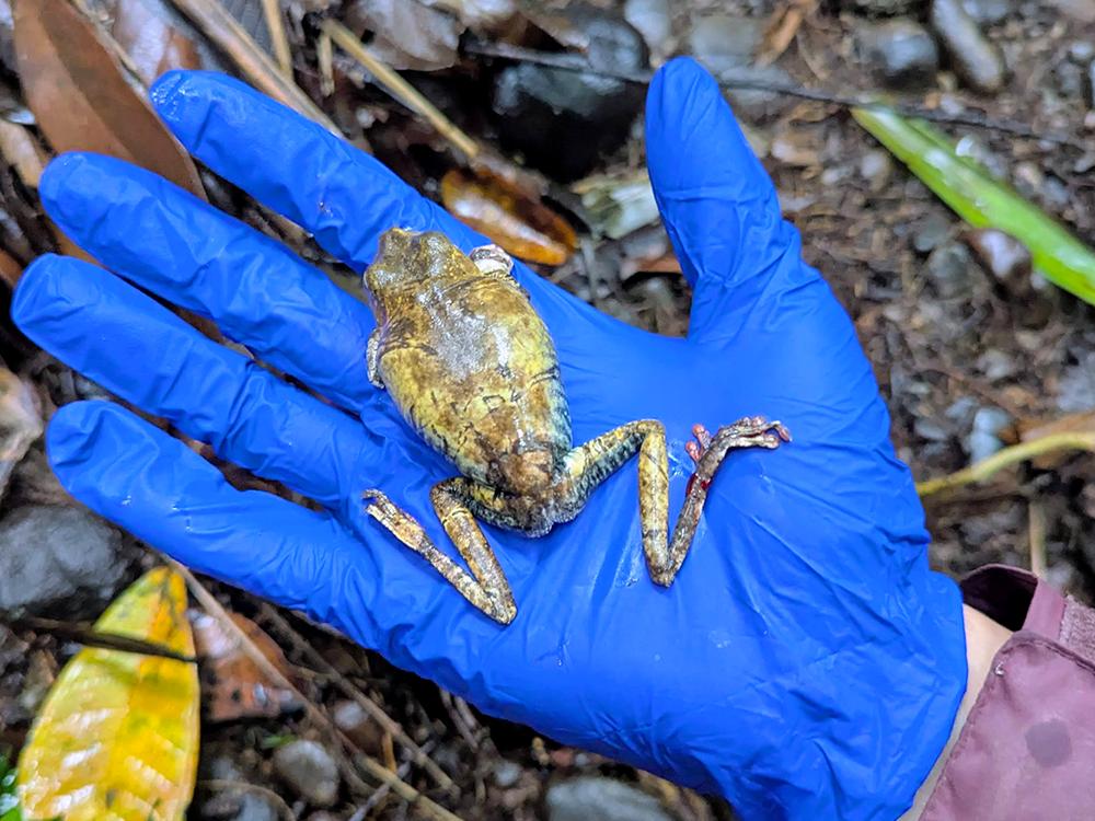 Injured Frog Potential New Species