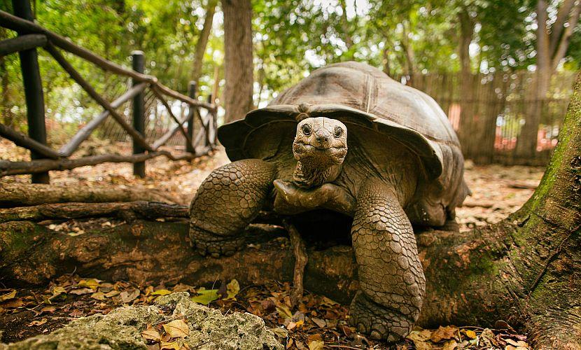 Aldabra tortoise