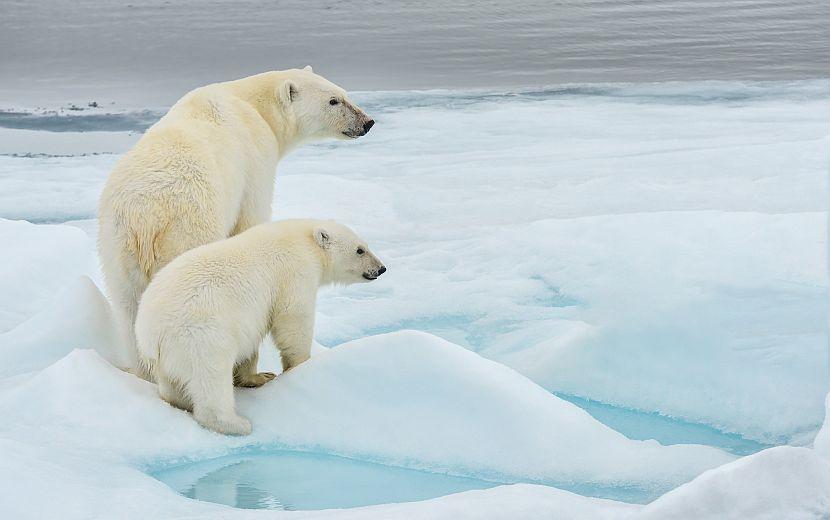 Polar bears on ice