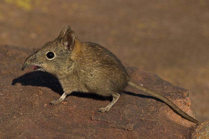 The Elephant Shrew