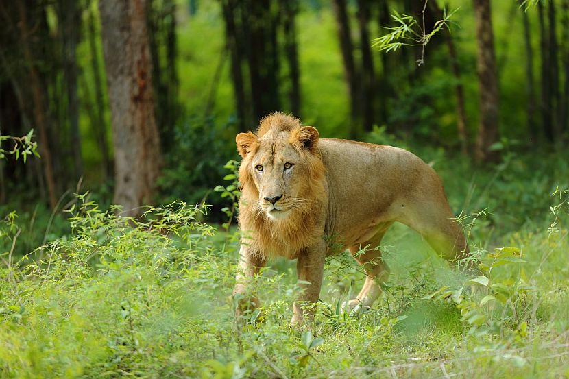 Asiatic Lion