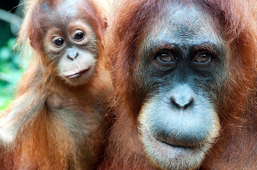 baby orangutan