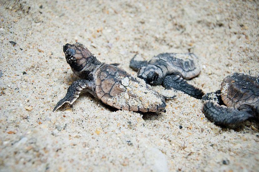 Turtle hatchlings