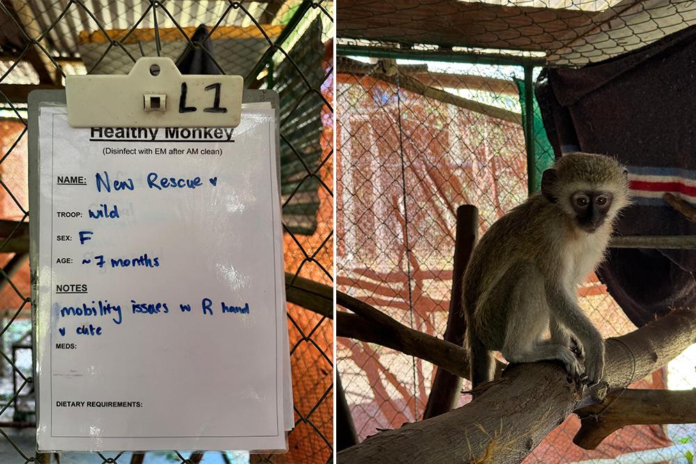 Vervet Monkey Sanctuary