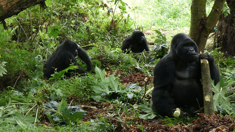 Gorilla Family