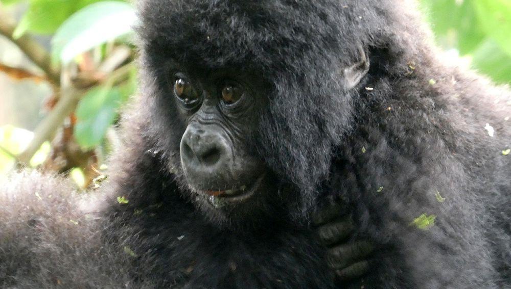 Baby Gorilla