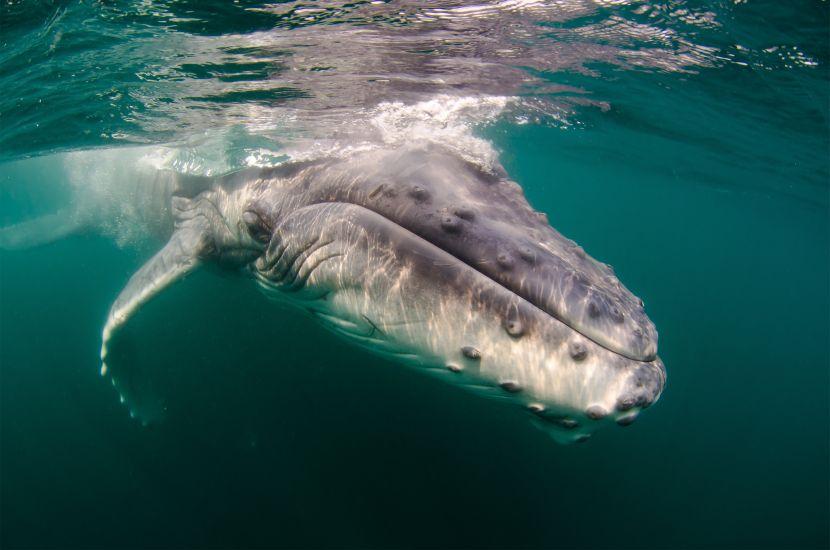 baby humpback whale in mozambique africa indian ocean