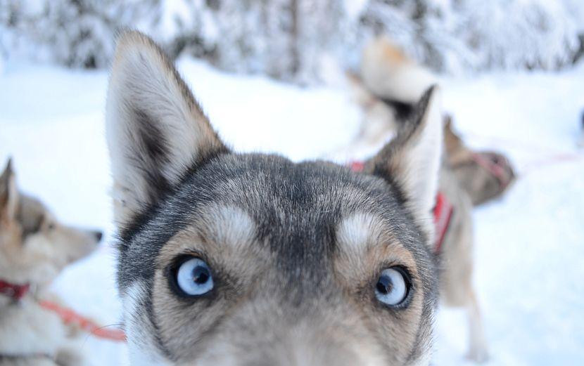 Cute husky