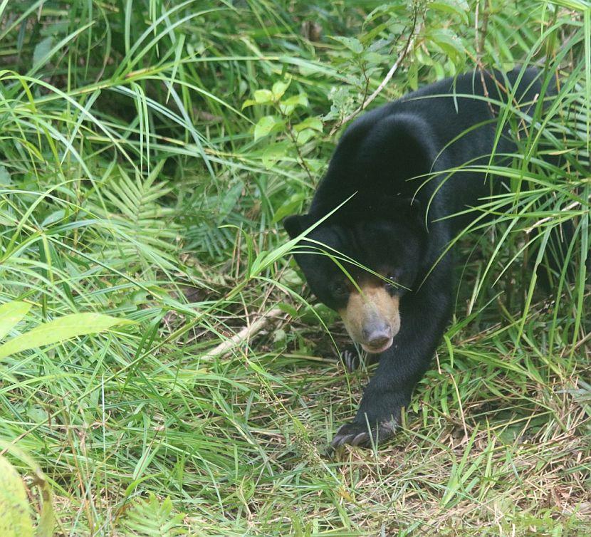 Winnie the sun bear