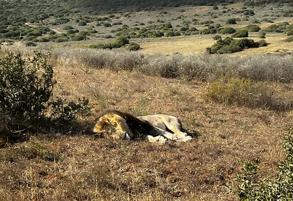 Lion on Reserve