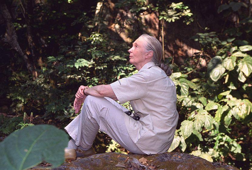 Jane Goodall