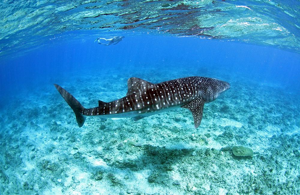 Maldives Whale Shark Research Programme