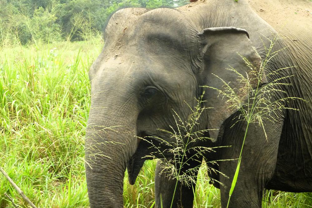 Asian Elephant at The Great Elephant Project