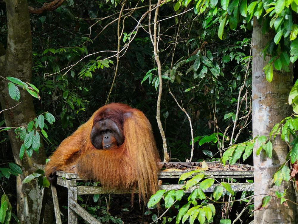 Orangutan at Samboja Lestari