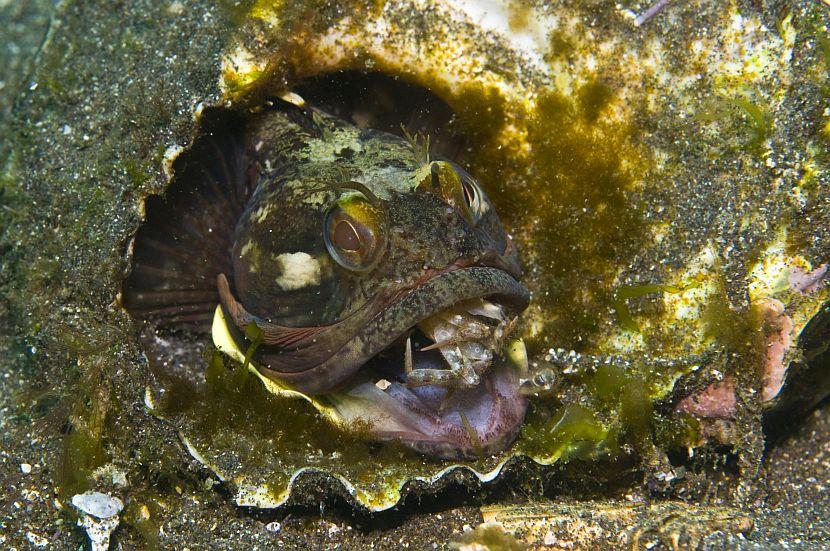 Sarcastic Fringehead