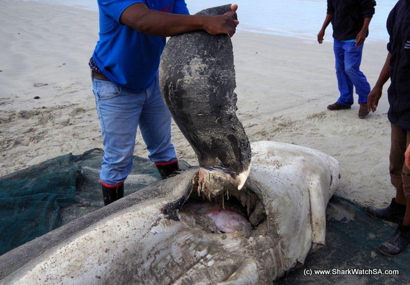 Orca attacks on great whites in South Africa 