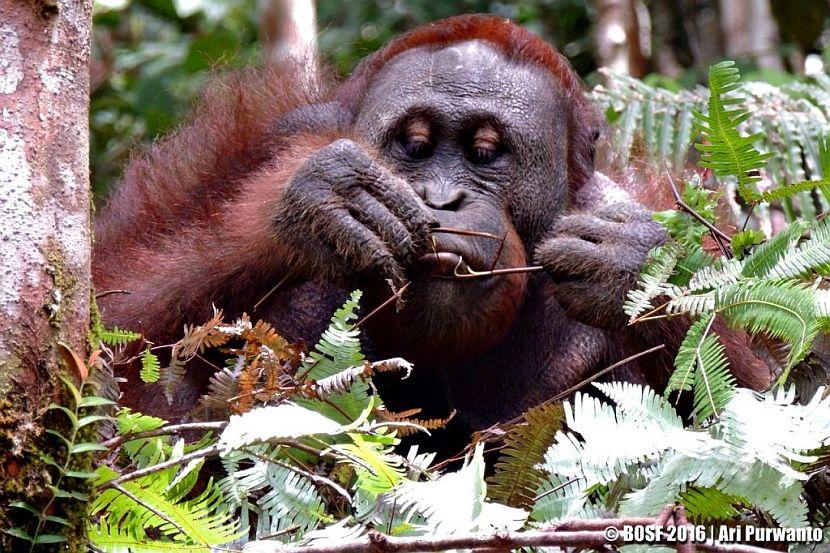 orangutan eating