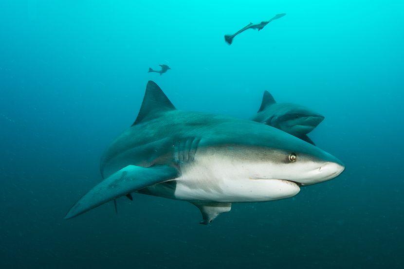 bull shark