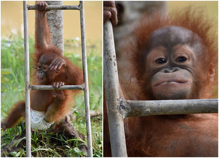 baby orangutan 