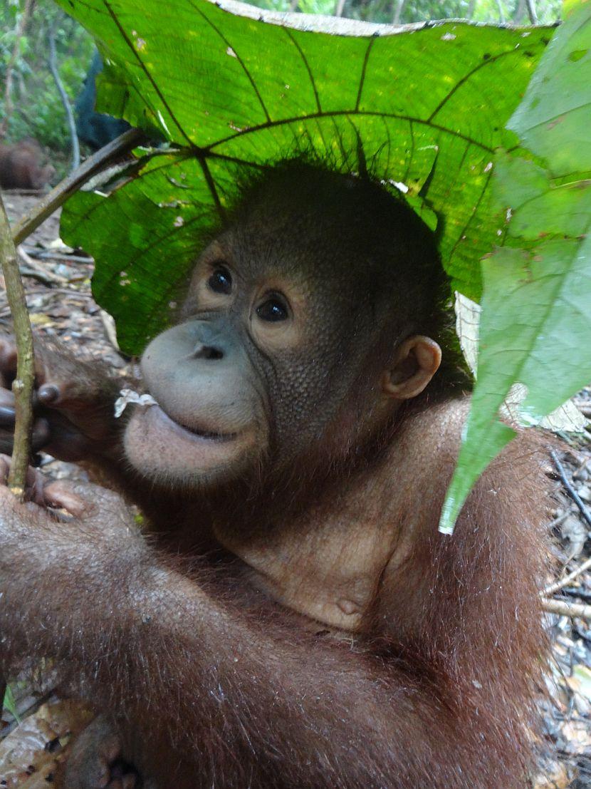 Baby Orangutan