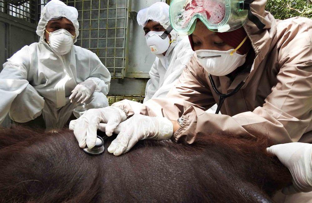 Health Check of Adult Male Orangutan