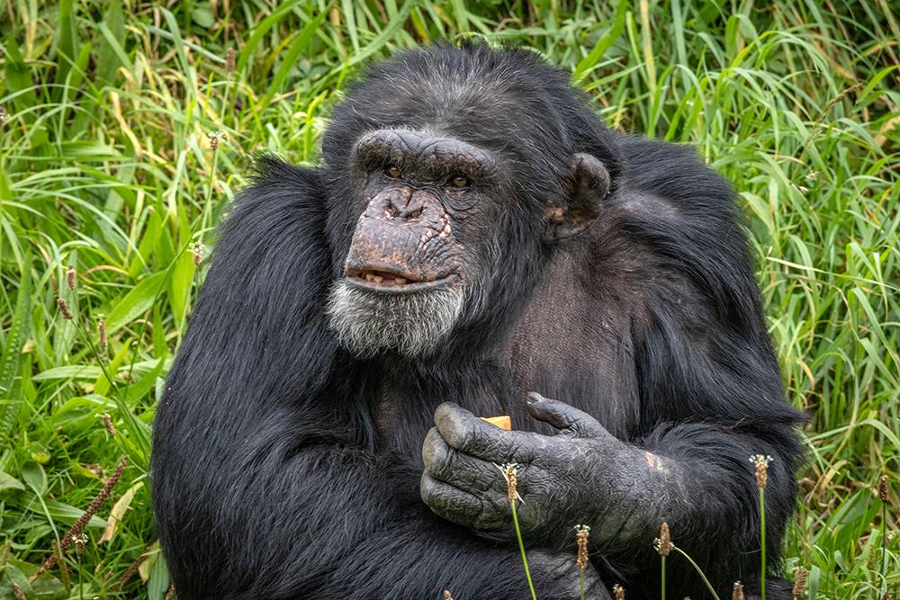 Chimpanzees don't mate for life