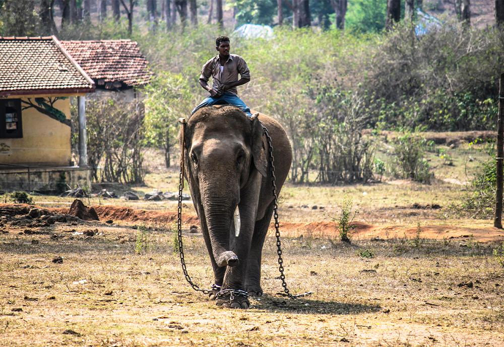 Elephant riding