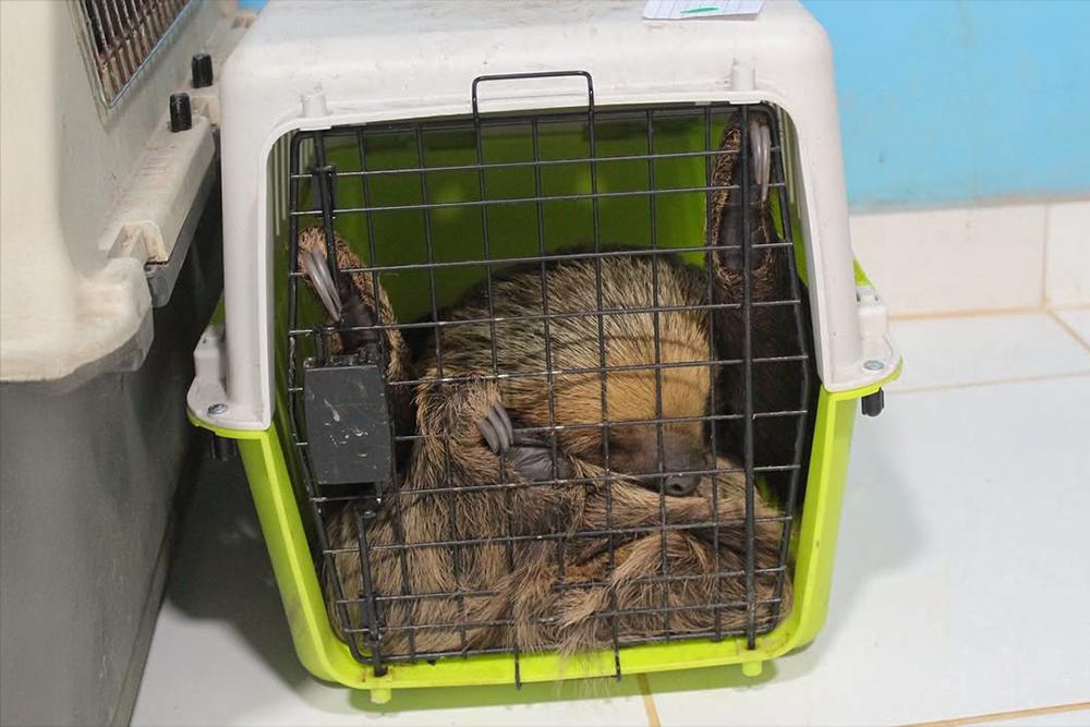 One of sixteen sloths rescued in a carry case awaiting health check