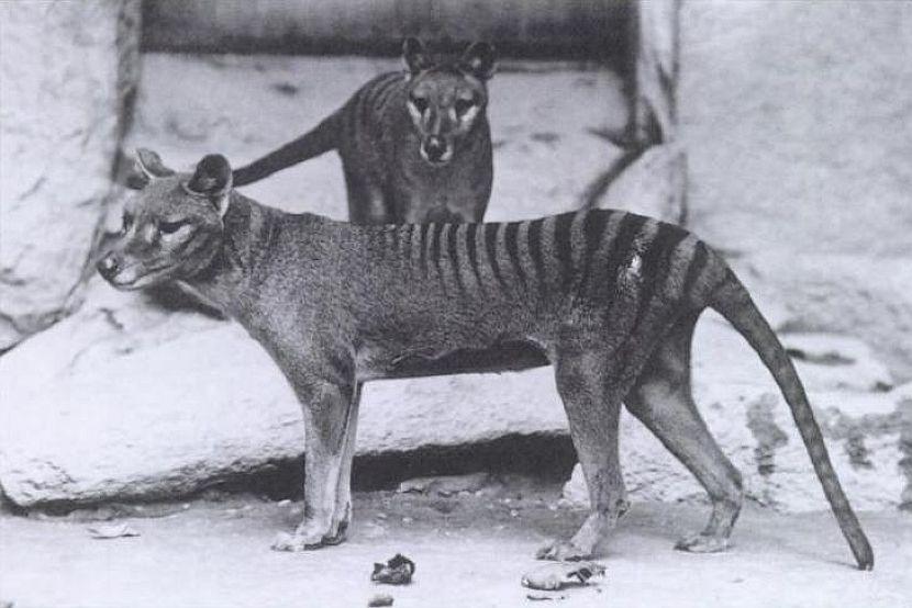 Tasmanian Tiger