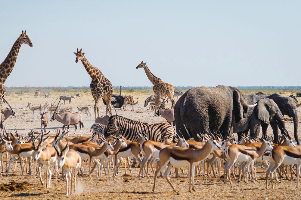 Collective Nouns for Africa Wildlife