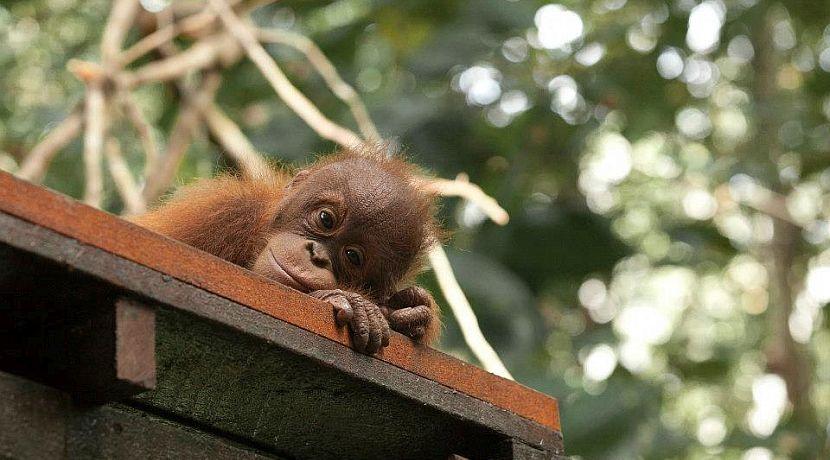 baby orangutan