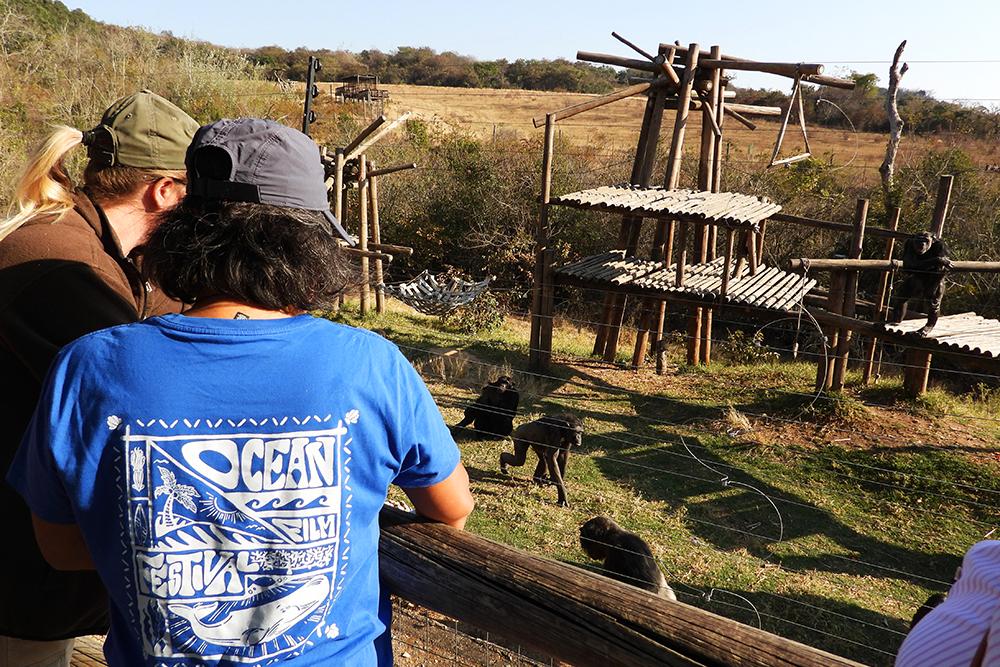 Volunteer Observing Chimps