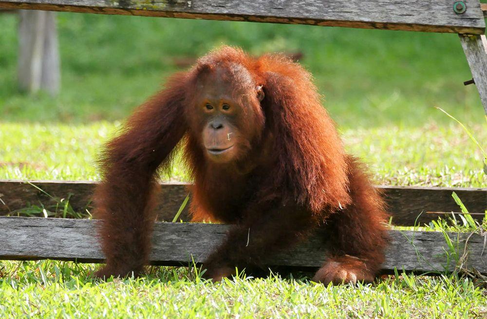 Younger Bumi at the Orangutan Playground