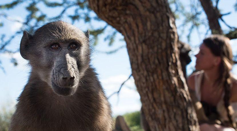 Baboon - Namibia Wildlife Sanctuary