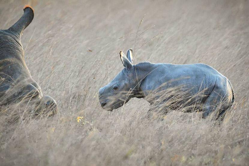 Mum and baby rhino 