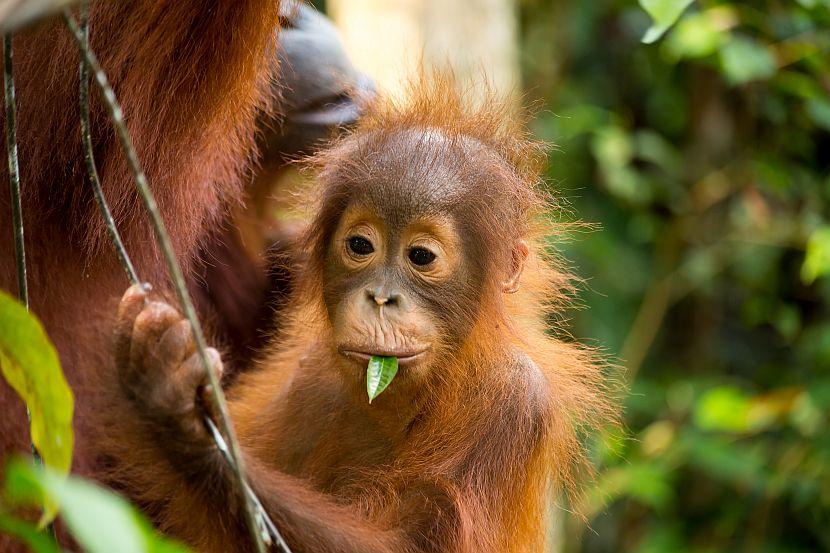 Baby orangutan