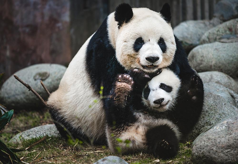 Panda - Worst Mothers in the Animal Kingdom