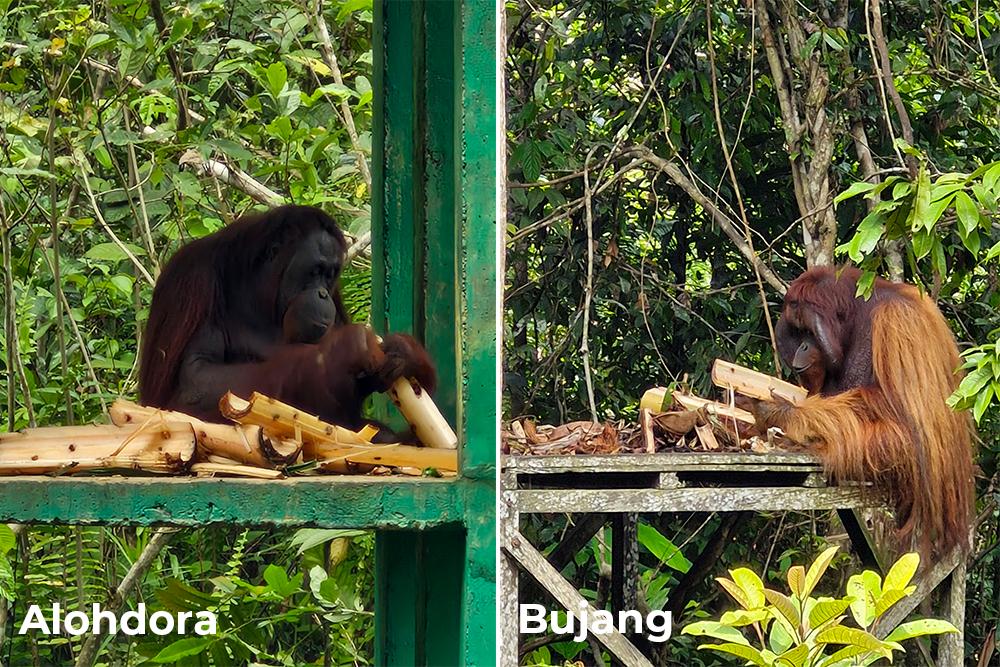 Orangutans Alohorda & Bujang Enjoying Bamboo Enrichment