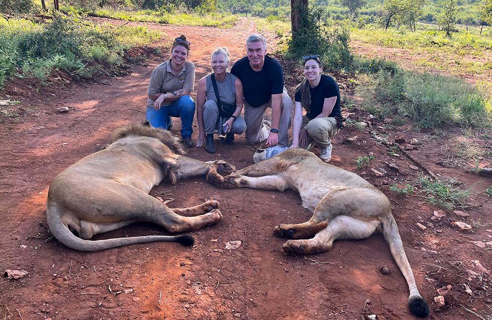 Volunteers Help Vet & Rangers Move Lions to New Enclosure