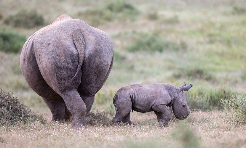 Mother and New Baby at Kariega