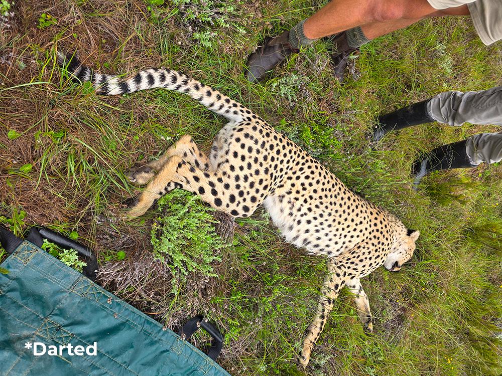 Cheetah Darted Ready for Relocation