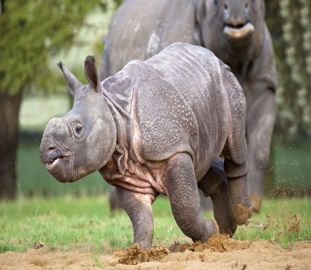 Greater One-Horned (Indian) Rhino - The Great Projects