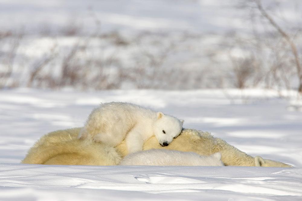 Polar Bear - Best Mothers in the Animal Kingdom