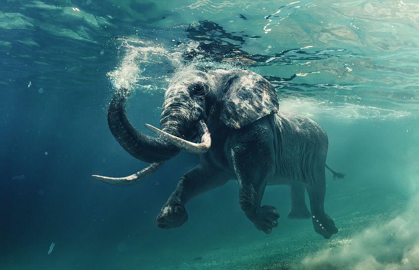 Elephant swimming