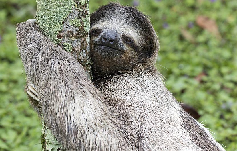 Sleepy sloth