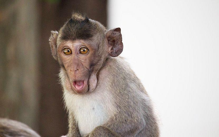 Funny monkey