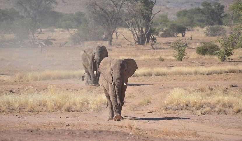 Young elephant running