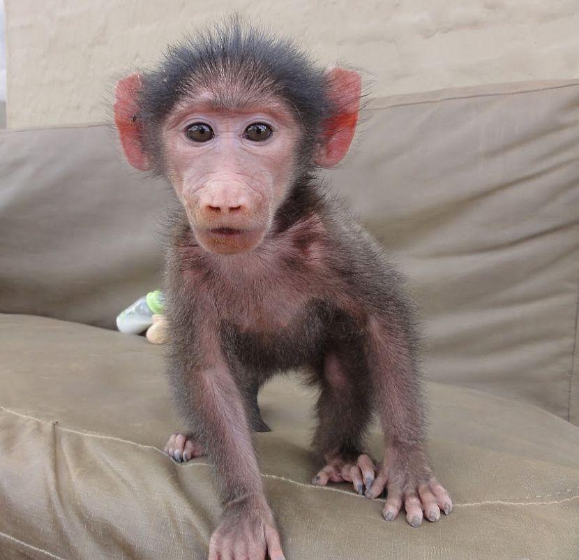 Baby Baboon