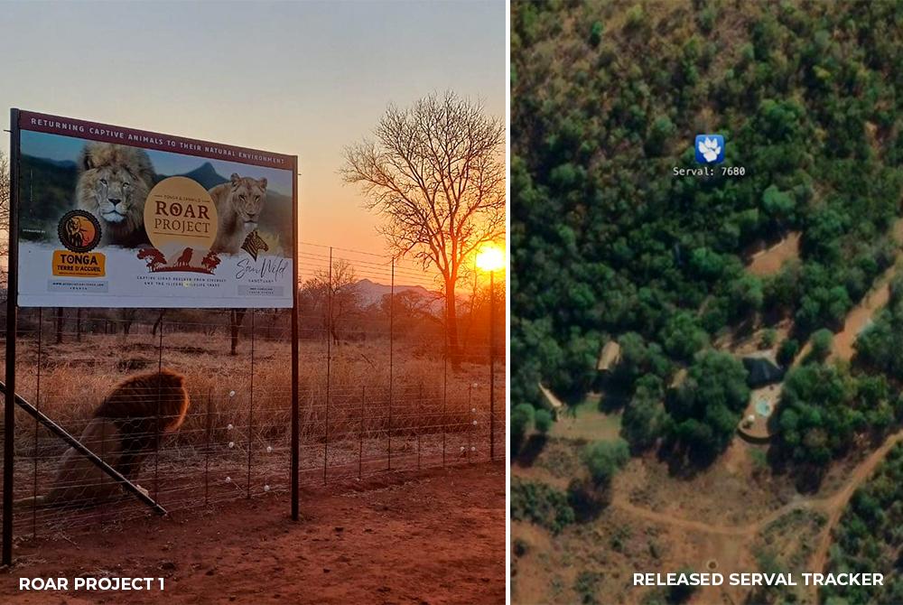 Roar Project 1: Masai Enjoying Sunset and Serval Release Tracker