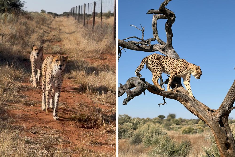 Cheetah Enrichment